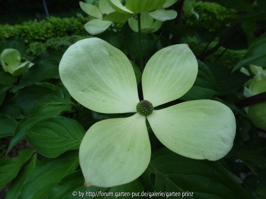 Cornus Venus Flower May 2014