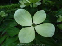 Cornus Venus Flower May 2014