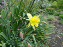 Aquilegia chaplinei May 2014