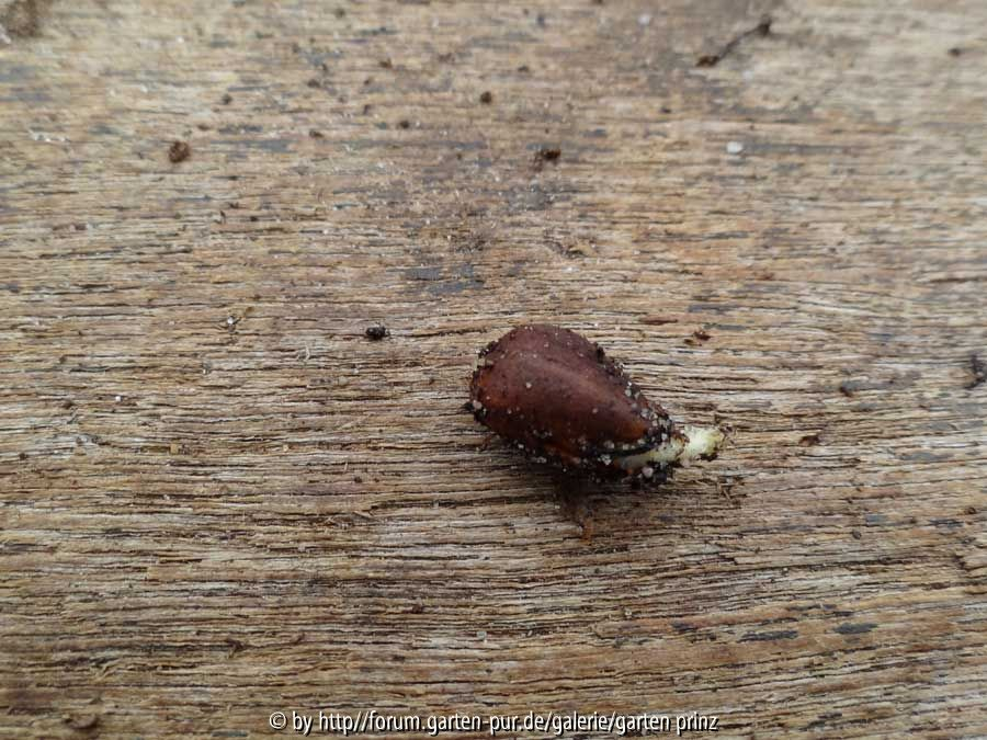 Pinus koraiensis Germination May 2014