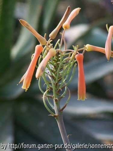 Aloe greatheadii