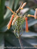 Aloe greatheadii