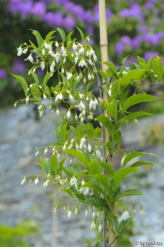 styrax wuyuanensis2