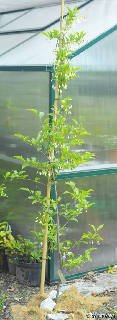 styrax wuyuanensis14 ganz