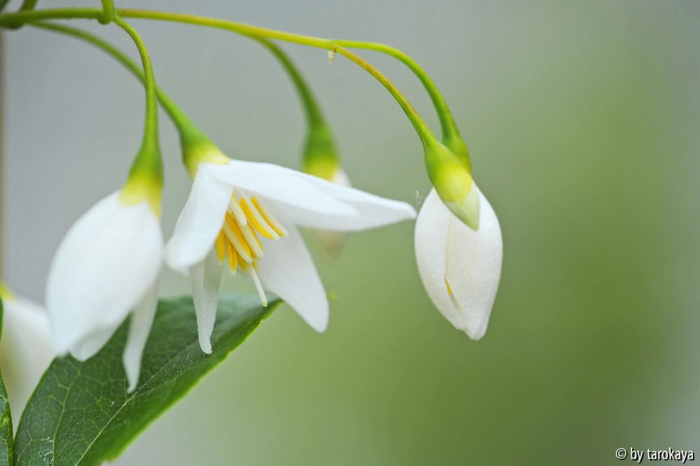 styrax wuyuanensis einzelblüte