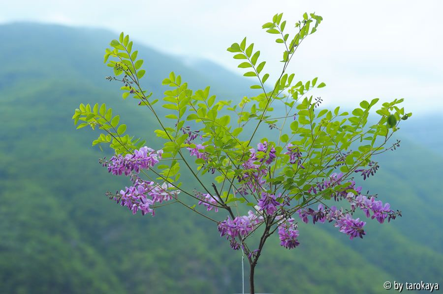 indigofera kirilowii14 vollblüte