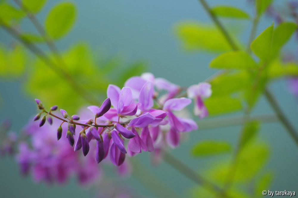 indigofera kirilowii blütentraube