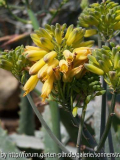 Aloe harlana