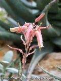 Aloe jucunda
