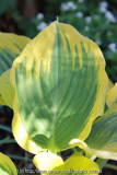 Hosta 'Liberty' Blatt