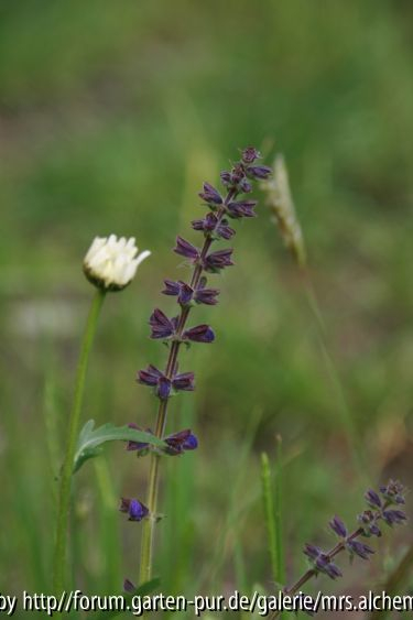 Wiesensalbei