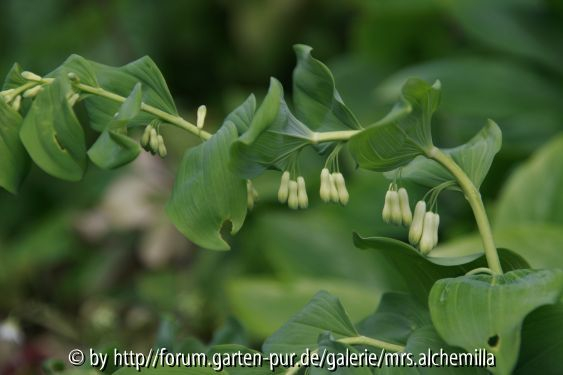 Polygonatum