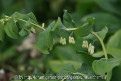 Polygonatum