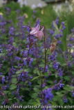 2014-05-11 Akelei u. Nepeta