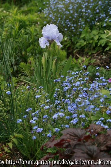 Iris u. Myositis