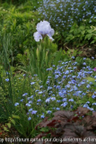 Iris u. Myositis