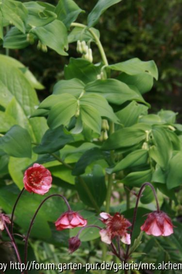 Geum u. Polygonatum