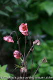 Geum Flames o. Passion