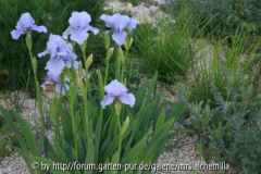 2014-05-11 Forums-Iris