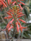 Aloe saponaria