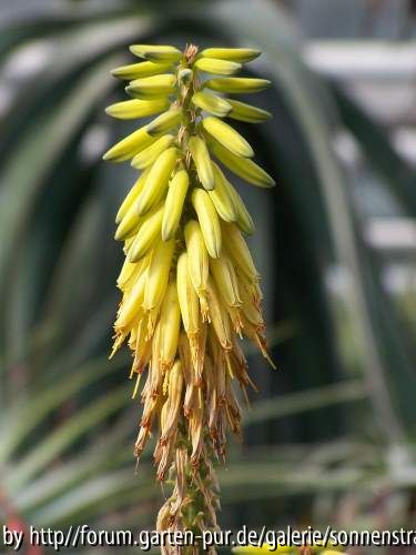 Aloe vera