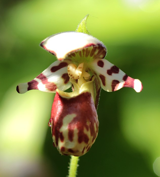 Cypripedium x alaskanum