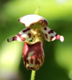 Cypripedium x alaskanum