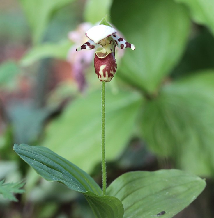 Cypripedium x alaskanum