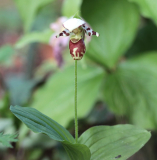 Cypripedium x alaskanum