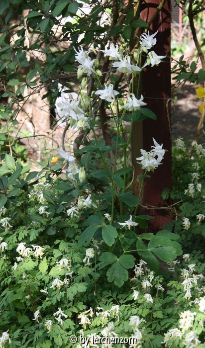 Aquilegia vulgaris