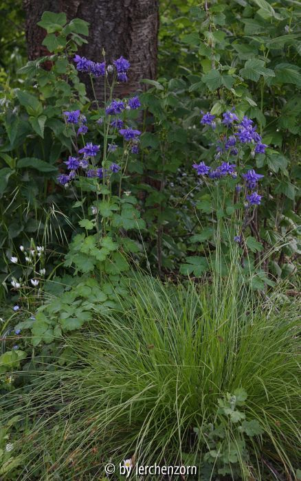 Aquilegia vulgaris