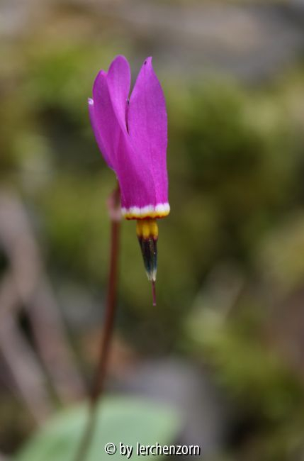 Dodecatheon cf. pulchellum