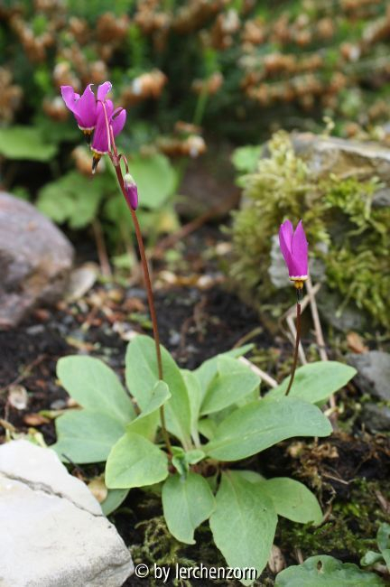 Dodecatheon cf. pulchellum