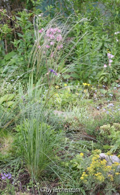 Stipa pennata