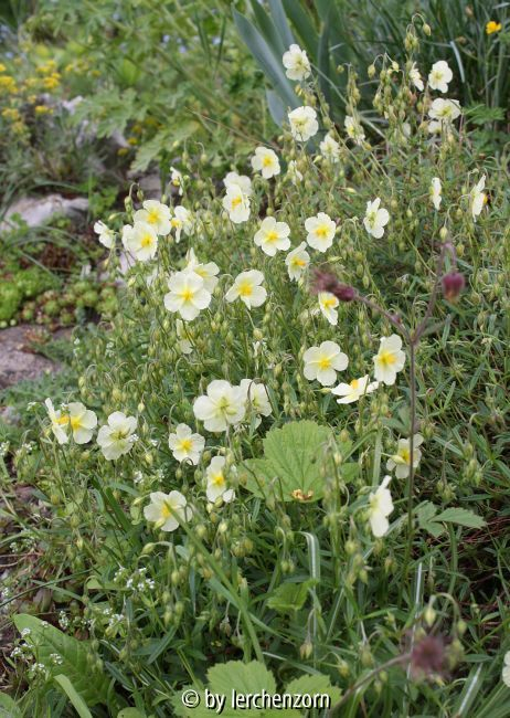 Helianthemum x sulphureum