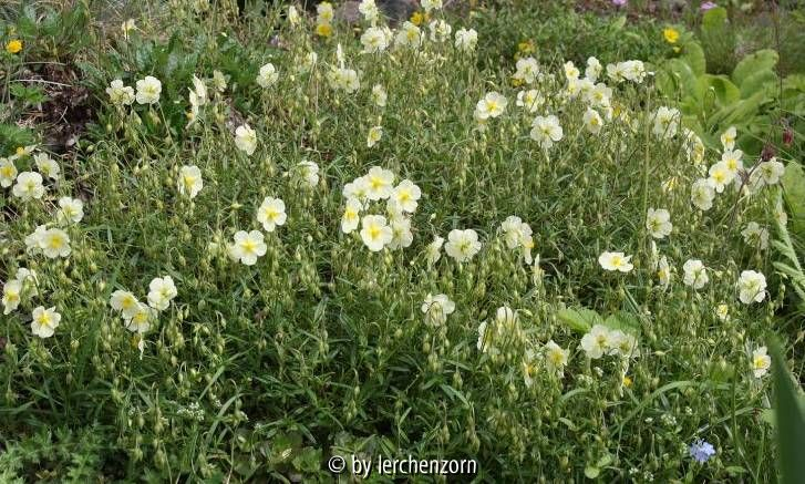 Helianthemum x sulphureum