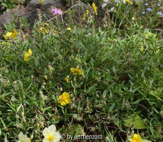 Helianthemum obscurum