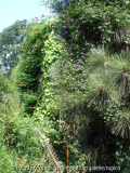 DSC02226a.jpg