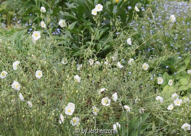 Helianthemum appeninum