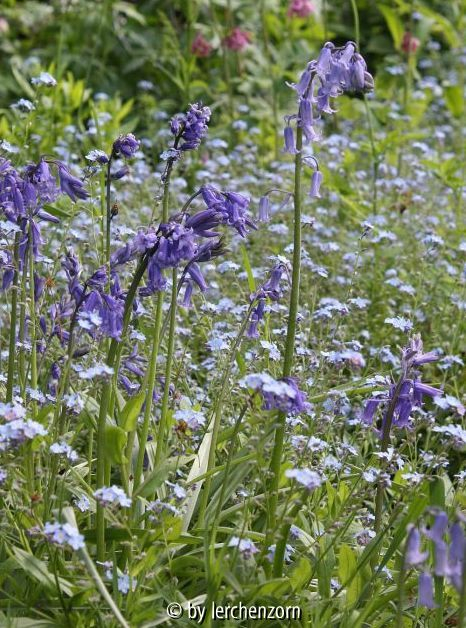Hyacinthoides non-scripta