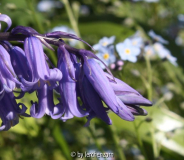 Hyacinthoides non-scripta
