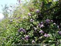 DSC02227a.jpg