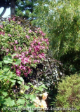 DSC02228a.jpg