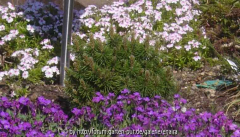 Pinus_mugo-Minimops_08-1.jpg