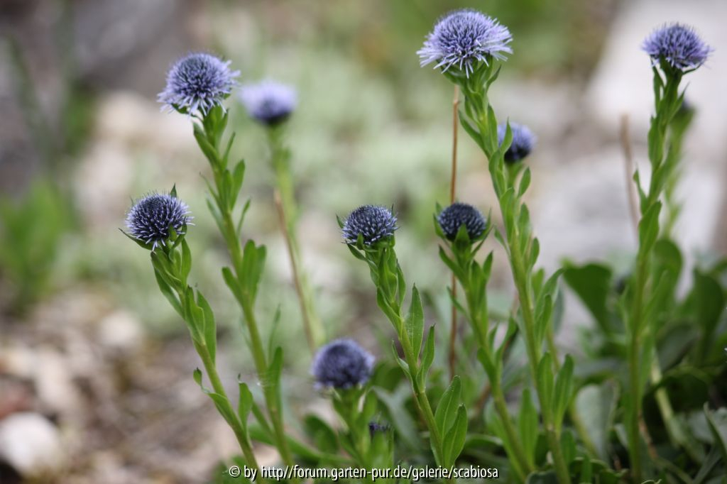 Globularia punctata?