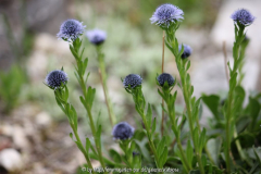 Globularia punctata?