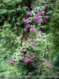 DSC02229a.jpg