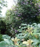 DSC02231a.jpg
