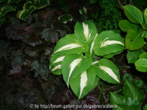 Hosta 'Night before Christmas'