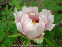Paeonia rockii / Sämling 1c